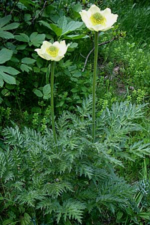 Pulsatilla alpina subsp. apiifolia \ Gelbe Kuhschelle, Schwefel-Anemone / Yellow Alpine Pasque-Flower, F Pyrenäen/Pyrenees, Eyne 25.6.2008