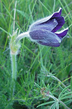 Pulsatilla vulgaris \ Kuhschelle, Khchenschelle, F Tarn - Schlucht 29.5.2009