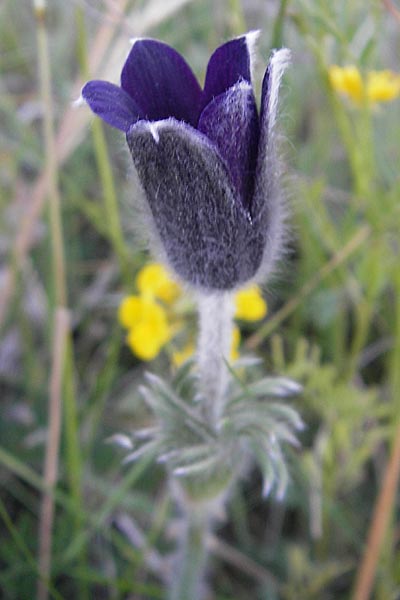 Pulsatilla vulgaris \ Kuhschelle, Khchenschelle / Common Pasque-Flower, F Tarn - Schlucht / Gorge 29.5.2009