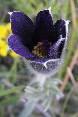 Pulsatilla vulgaris \ Kuhschelle, Khchenschelle / Common Pasque-Flower, F Tarn - Schlucht / Gorge 29.5.2009