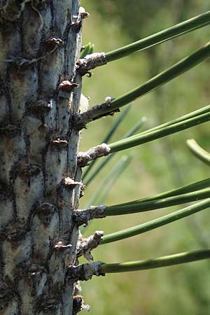 Pinus uncinata \ Haken-Kiefer, Spirke / Dwarf Mountain Pine, F Pyrenäen/Pyrenees, Segre - Schlucht / Gorge 2.8.2018