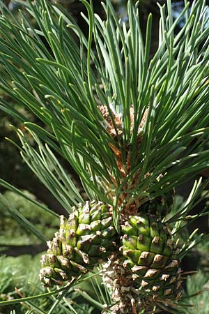 Pinus uncinata \ Haken-Kiefer, Spirke / Dwarf Mountain Pine, F Pyrenäen/Pyrenees, Segre - Schlucht / Gorge 2.8.2018