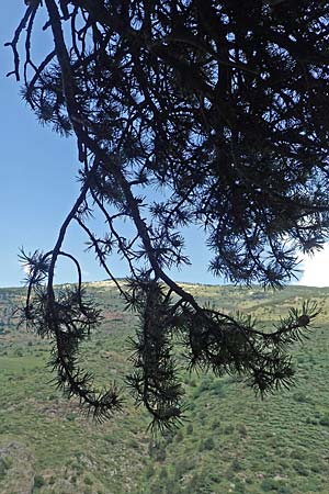 Pinus uncinata \ Haken-Kiefer, Spirke / Dwarf Mountain Pine, F Pyrenäen/Pyrenees, Segre - Schlucht / Gorge 2.8.2018