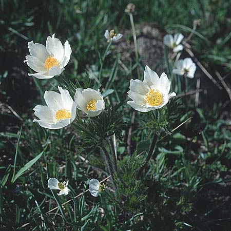 Pulsatilla alpina subsp. millefoliata / Manyleaf Western Alpine Pasque-Flower, F Col de Granon 26.6.2000