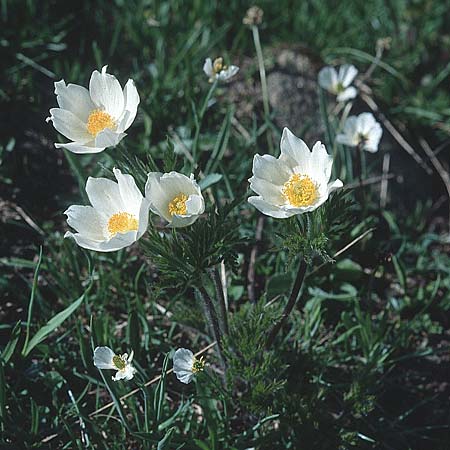 Pulsatilla alpina subsp. millefoliata \ Vielzipfelige Alpen-Kuhschelle, F Col de Granon 26.6.2000