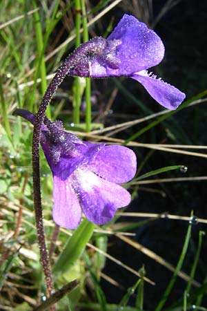 Pinguicula vulgaris \ Gemeines Fettkraut / Common Butterwort, F Col de Granon 22.6.2008