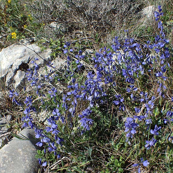 Polygala vulgaris \ Gewhnliche Kreuzblume, Gewhnliches Kreuzblmchen / Common Milkwort, F Caussols 2.5.2023