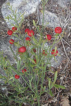 Osyris alba \ Weier Harnstrauch / Poet's Cassia, F Pyrenäen/Pyrenees, Eus 14.8.2006