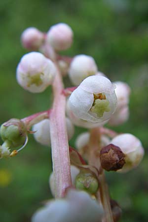 Pyrola minor / Common Wintergreen, F Vosges, Ruine Freundstein 21.6.2008