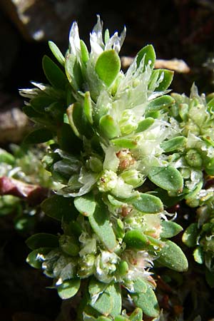 Paronychia polygonifolia \ Knterich-Nagelkraut / Knotgrass-Leaved Nailwort, F Pyrenäen/Pyrenees, Err 26.6.2008