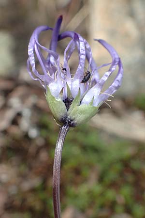 Phyteuma hemisphaericum \ Halbkugelige Teufelskralle, F Pyrenäen, Canigou 24.7.2018