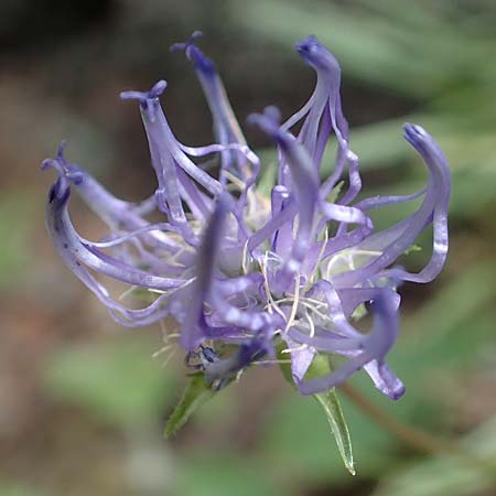 Phyteuma hemisphaericum \ Halbkugelige Teufelskralle, F Pyrenäen, Canigou 24.7.2018