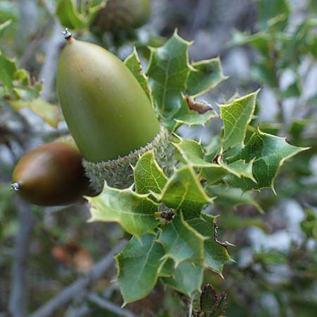 Quercus coccifera \ Kermes-Eiche, Stech-Eiche / Kermes Oak, F Martigues 8.10.2021