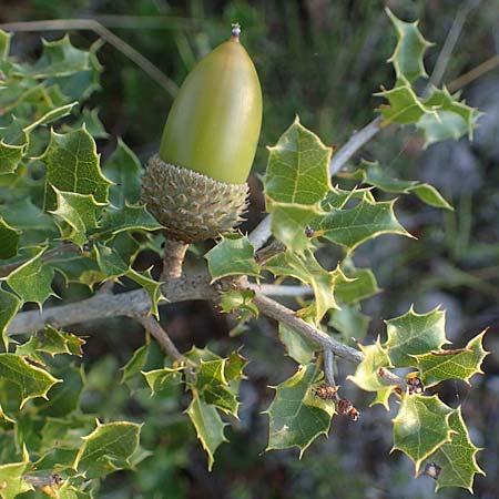 Quercus coccifera \ Kermes-Eiche, Stech-Eiche / Kermes Oak, F Martigues 8.10.2021