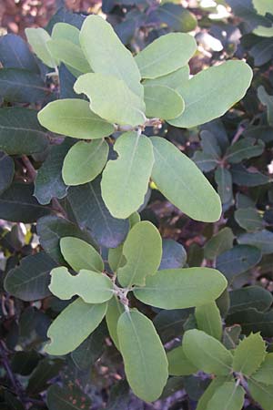 Quercus ilex \ Stein-Eiche, F Frontignan 28.6.2008