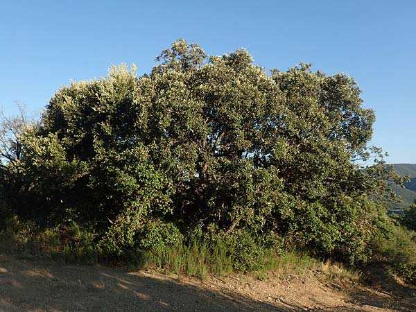 Quercus ilex \ Stein-Eiche / Evergreen Oak, F Pyrenäen/Pyrenees, Ansignan 23.7.2018