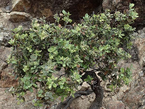 Quercus ilex \ Stein-Eiche, F Pyrenäen, Saint-Martin du Canigou 25.7.2018