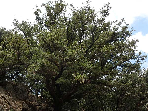 Quercus ilex \ Stein-Eiche / Evergreen Oak, F Pyrenäen/Pyrenees, Saint-Martin du Canigou 25.7.2018