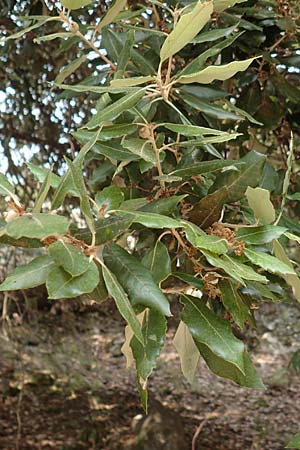 Quercus ilex \ Stein-Eiche / Evergreen Oak, F Pyrenäen/Pyrenees, Saint-Martin du Canigou 25.7.2018