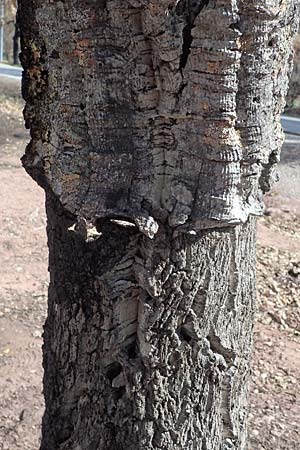 Quercus suber / Cork Oak, F Maures, Les Mayons 8.10.2021