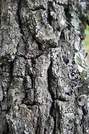 Quercus pubescens ? \ Flaum-Eiche / White Oak, F Pyrenäen/Pyrenees, Eus 14.8.2006