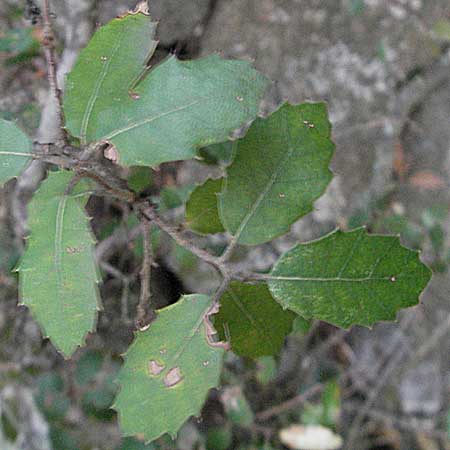 Quercus ilex \ Stein-Eiche / Evergreen Oak, F Pyrenäen/Pyrenees, Eus 14.8.2006