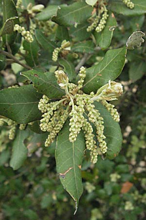 Quercus ilex \ Stein-Eiche / Evergreen Oak, F Corbières, Talairan 13.5.2007