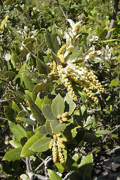 Quercus ilex \ Stein-Eiche, F Saint-Guilhem-le-Desert 1.6.2009