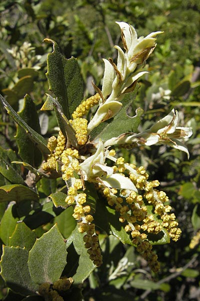 Quercus ilex \ Stein-Eiche / Evergreen Oak, F Saint-Guilhem-le-Desert 1.6.2009