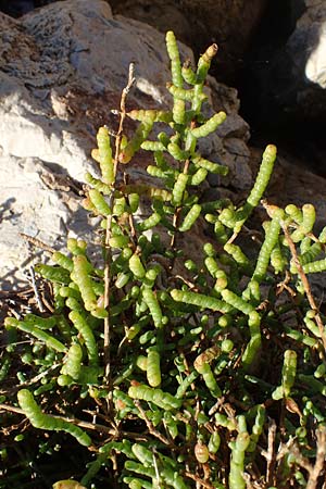 Salicornia europaea \ Queller / Common Glasswort, F Martigues 8.10.2021