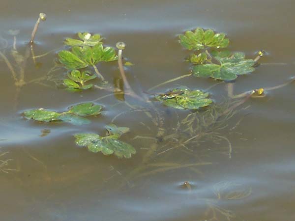 Ranunculus aquatilis \ Gewhnlicher Wasser-Hahnenfu / Common Water Crowfoot, White Water Crowfoot, F Camargue,  Mas-Thibert 2.5.2023