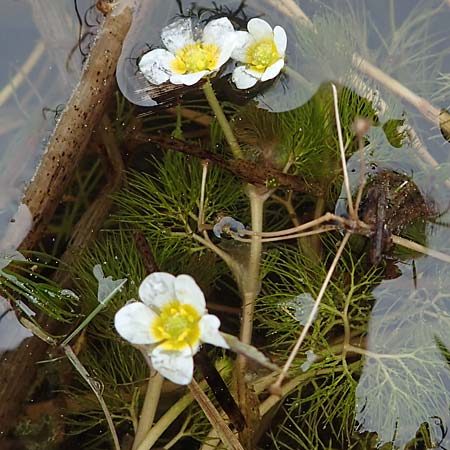 Ranunculus circinatus ? \ Spreizender Wasser-Hahnenfu / Fan-Leaved Water Crowfoot, F Jura,  Charquemont 5.5.2023