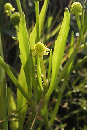 Ranunculus sceleratus \ Gift-Hahnenfu, F Maures, Bois de Rouquan 12.5.2007