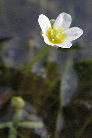 Ranunculus trichophyllus ? \ Haarblättriger Wasser-Hahnenfuß / Thread-Leaved Water Crowfoot, F Maures, Bois de Rouquan 12.5.2007