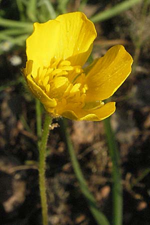 Ranunculus paludosus \ Kerbel-Hahnenfu, Tmpel-Hahnenfu / Fan-Leaved Buttercup, Jersey Buttercup, F Maures, Bois de Rouquan 12.5.2007