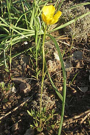 Ranunculus paludosus / Fan-Leaved Buttercup, Jersey Buttercup, F Maures, Bois de Rouquan 12.5.2007