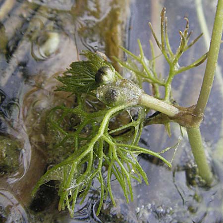 Ranunculus circinatus ? \ Spreizender Wasser-Hahnenfu / Fan-Leaved Water Crowfoot, F Mauguio 13.5.2007