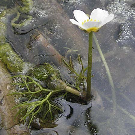 Ranunculus circinatus ? \ Spreizender Wasser-Hahnenfuß / Fan-Leaved Water Crowfoot, F Mauguio 13.5.2007