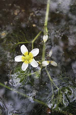 Ranunculus circinatus ? \ Spreizender Wasser-Hahnenfuß / Fan-Leaved Water Crowfoot, F Mauguio 13.5.2007
