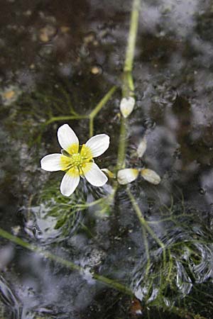 Ranunculus circinatus ? \ Spreizender Wasser-Hahnenfu / Fan-Leaved Water Crowfoot, F Mauguio 13.5.2007