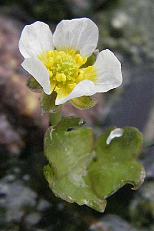 Ranunculus peltatus ? \ Schild-Wasser-Hahnenfu, F Mauguio 13.5.2007