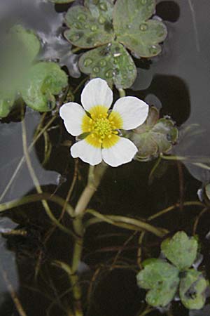 Ranunculus peltatus \ Schild-Wasser-Hahnenfuß / Pond Water Crowfoot, F Mauguio 13.5.2007