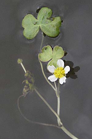 Ranunculus peltatus \ Schild-Wasser-Hahnenfuß / Pond Water Crowfoot, F Mauguio 13.5.2007