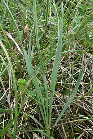 Ranunculus lingua \ Zungen-Hahnenfu / Greater Spearwort, F Causse du Larzac 15.5.2007