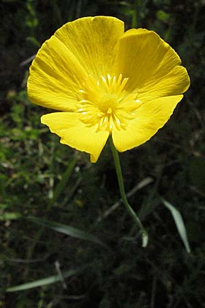 Ranunculus lingua \ Zungen-Hahnenfu, F Causse du Larzac 15.5.2007