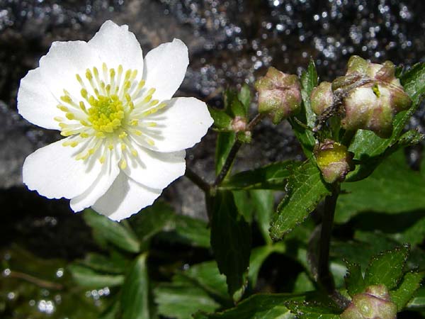 Ranunculus aconitifolius \ Eisenhutblttriger Hahnenfu / Aconite-Leaved Buttercup, F Pyrenäen/Pyrenees, Puymorens 26.6.2008