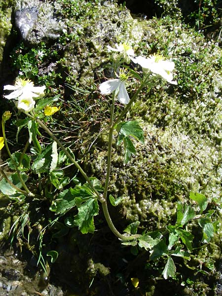 Ranunculus aconitifolius \ Eisenhutblttriger Hahnenfu / Aconite-Leaved Buttercup, F Pyrenäen/Pyrenees, Puymorens 26.6.2008