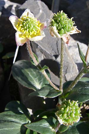 Ranunculus parnassifolius \ Herzblttriger Hahnenfu, F Col de Lautaret Botan. Gar. 28.6.2008