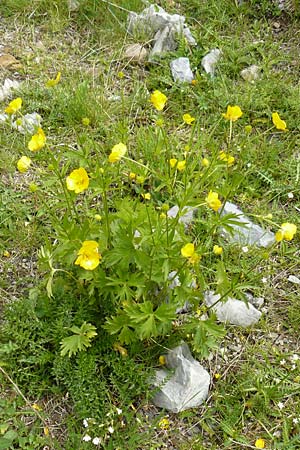 Ranunculus aduncus / Hooked Buttercup, F Col de la Bonette 8.7.2016