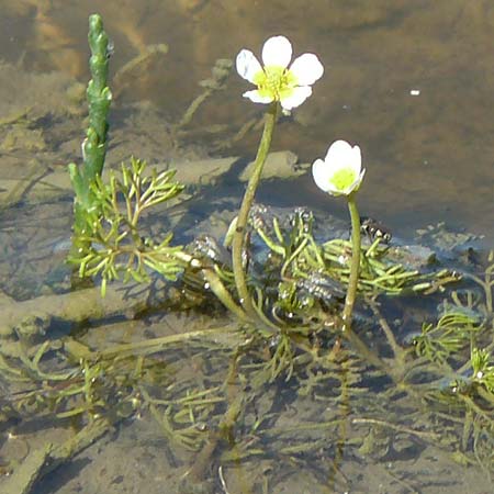 Ranunculus aquatilis \ Gewhnlicher Wasser-Hahnenfu / Common Water Crowfoot, White Water Crowfoot, F Camargue,  Mas-Thibert 2.5.2023